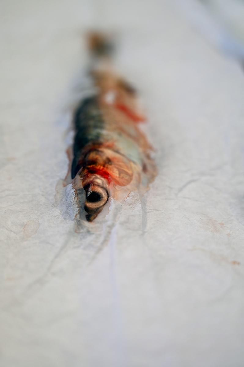 image credit : Hélène Gugenheim