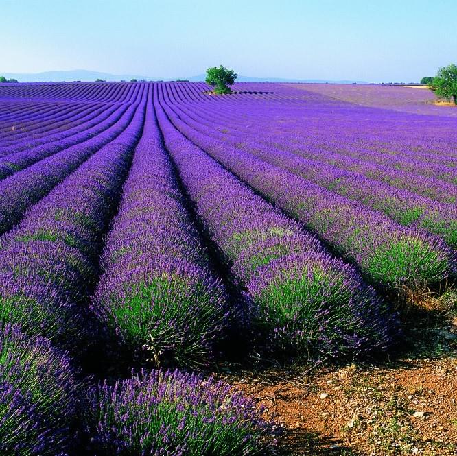 اللون البنفسجي والفنغ شوي 