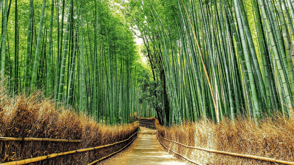Arashiyama bamboo forest morning light