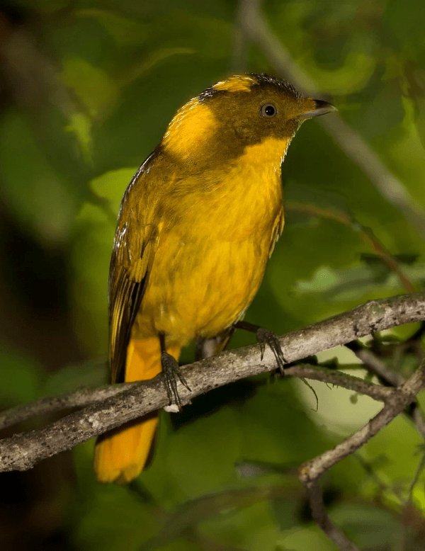 Cairns Wildlife Tours Golden Bowerbird