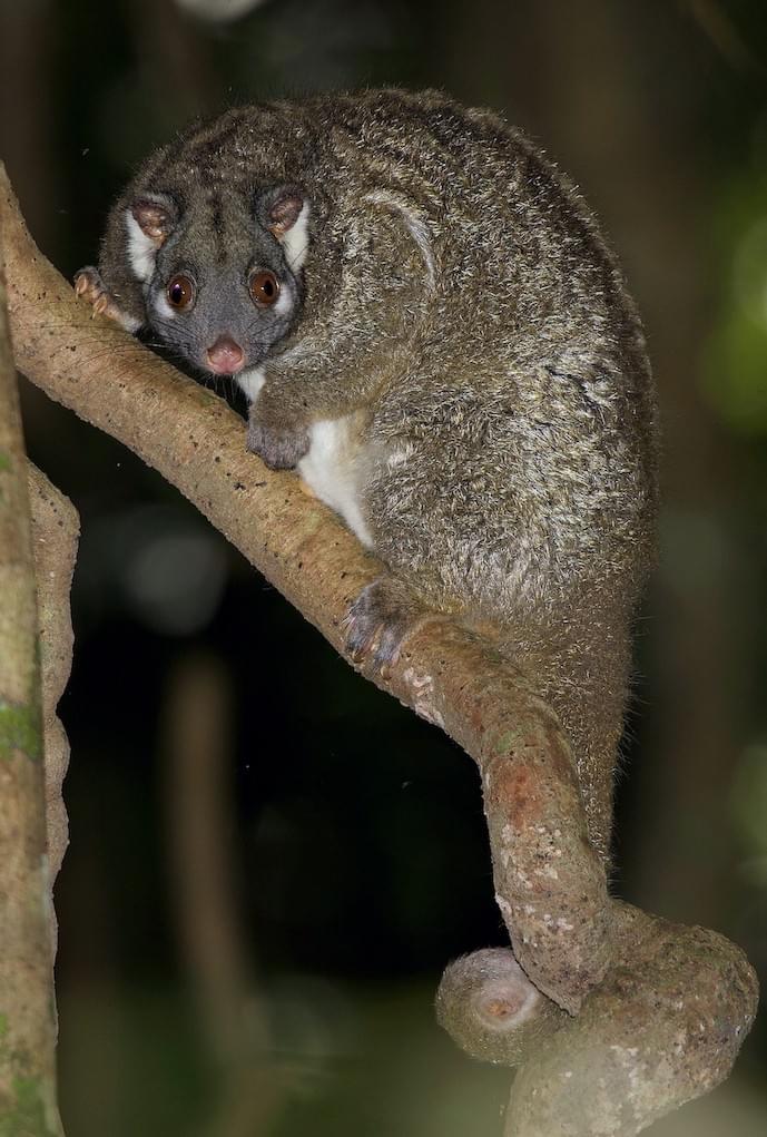 Cairns Wildlife Tours Green Ringtail