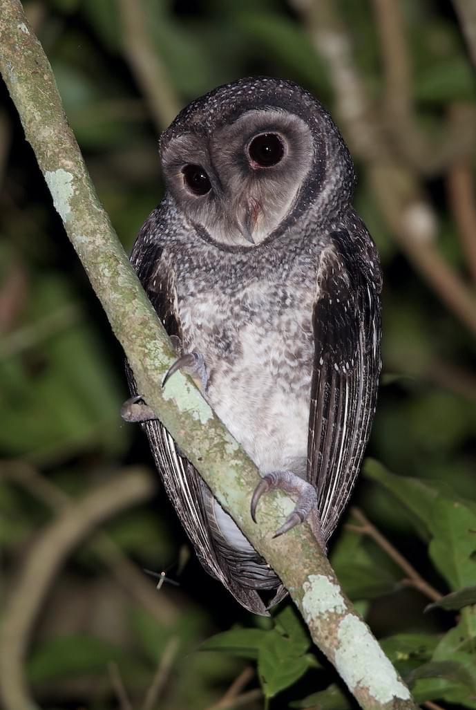 Cairns Wildlife Tours Lesser Sooty Owl