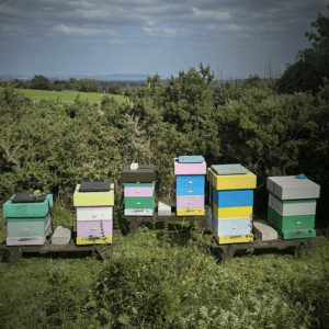 Colourful Woodtown Honey beehives in the Dublin Mountains.