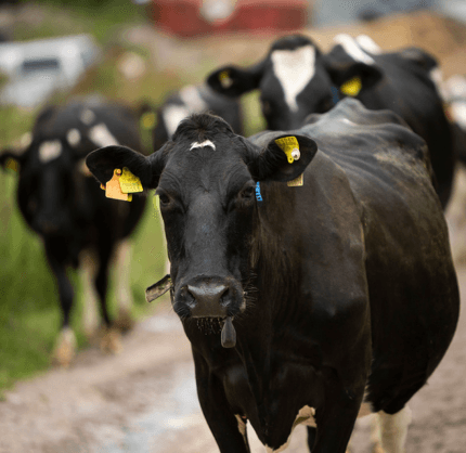 Pedigree Friesian cows on the Lonergan family farm in Ballyneety, County Waterford.