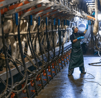Farm worker tending cows in the milking parlour on the Lonergan family farm.