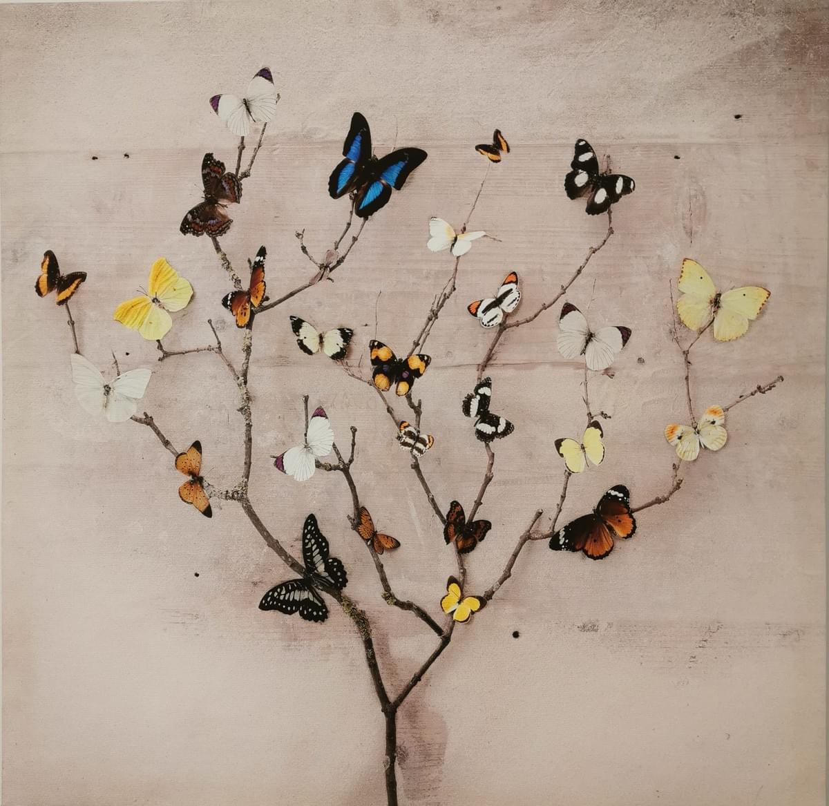 Butterfly painting representing growth at Northstar Counselling & Therapy - Wexford, Waterford, Kilkenny, Carlow