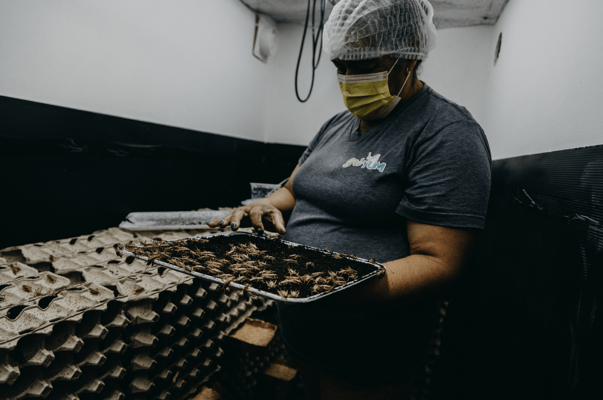 Imagen general de grillos comestibles alimentándose en una granja