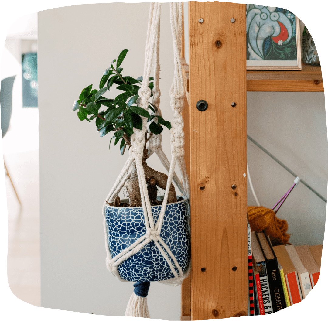 Macramé plant hanger