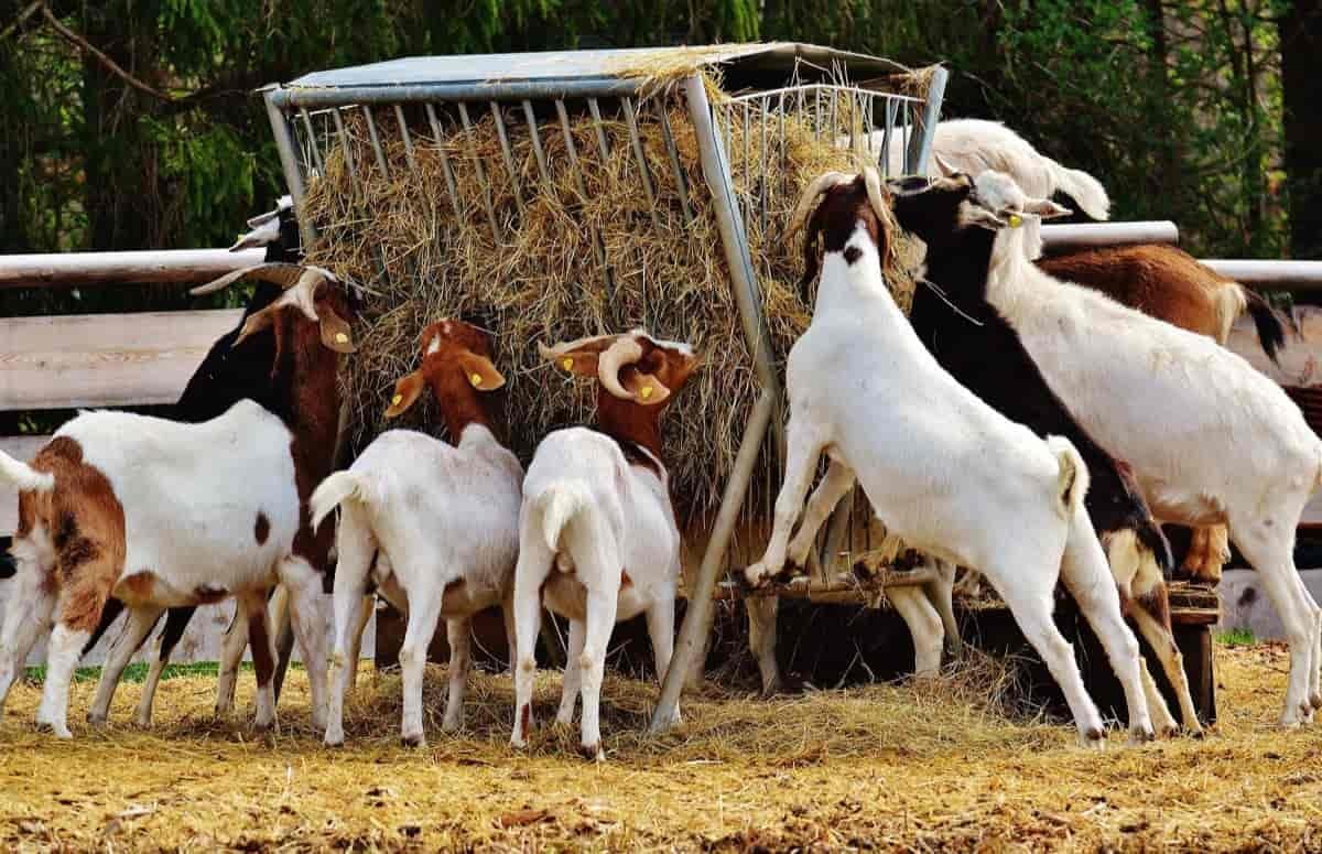 What type of housing and shelter do goats require?