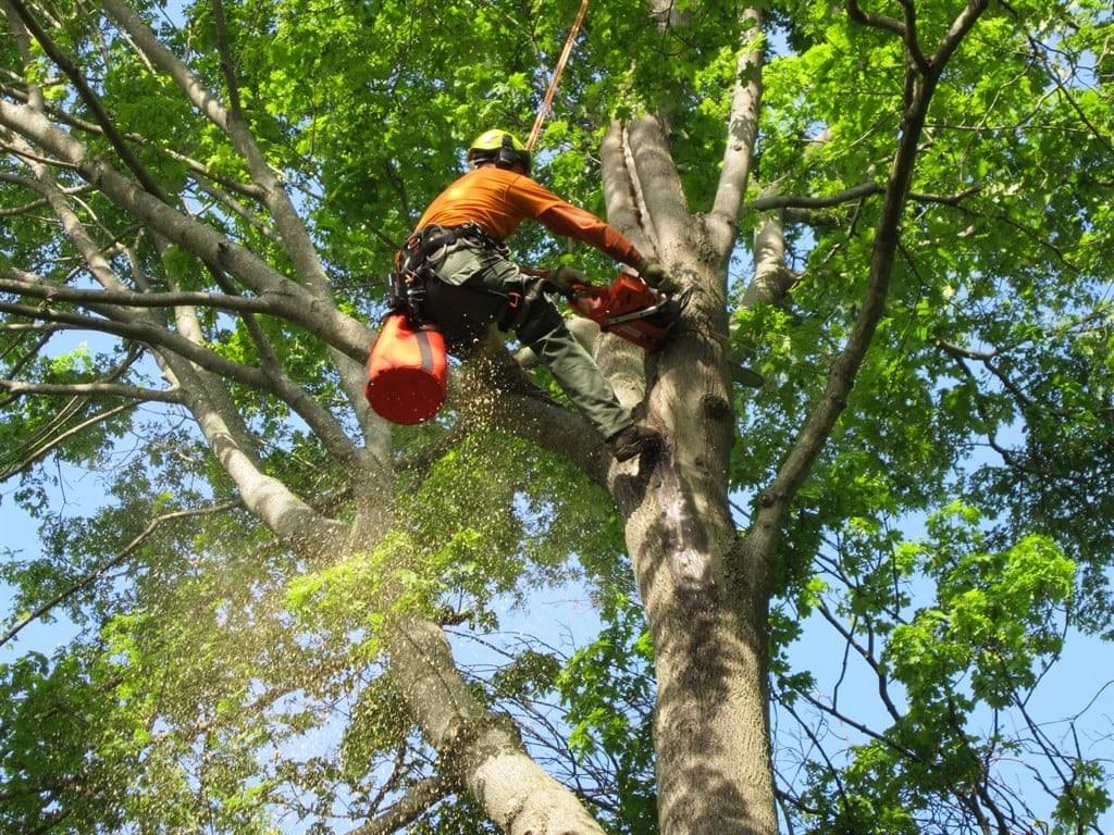 Tree Removal Brisbane Southside - tree removal tree Lop...