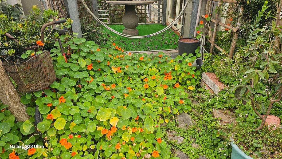 關西合法休閒農場