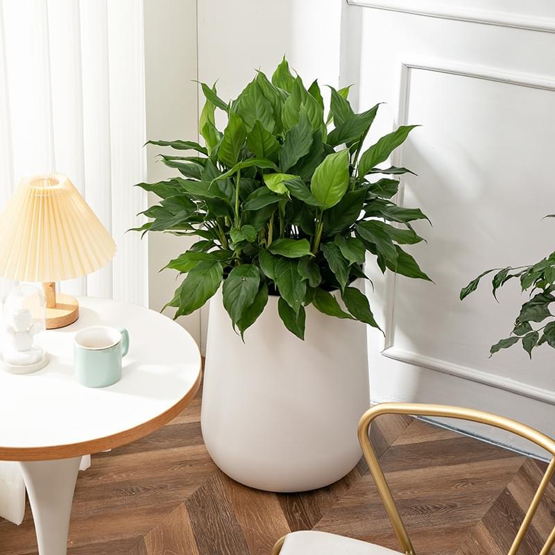 short planter