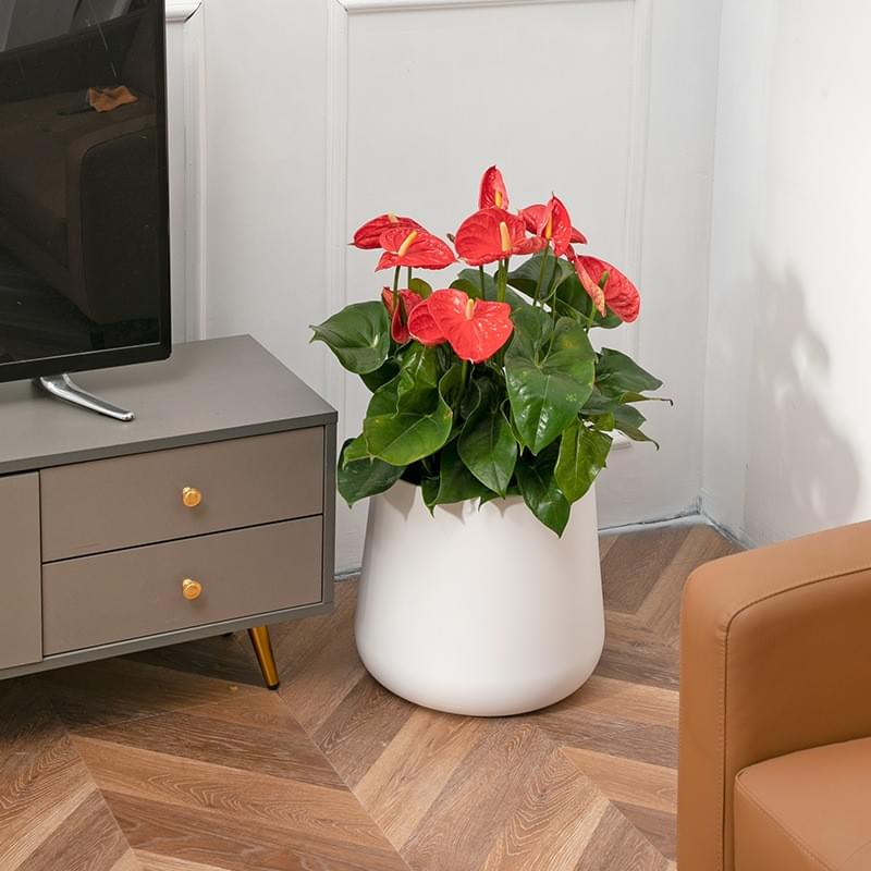 short planter
