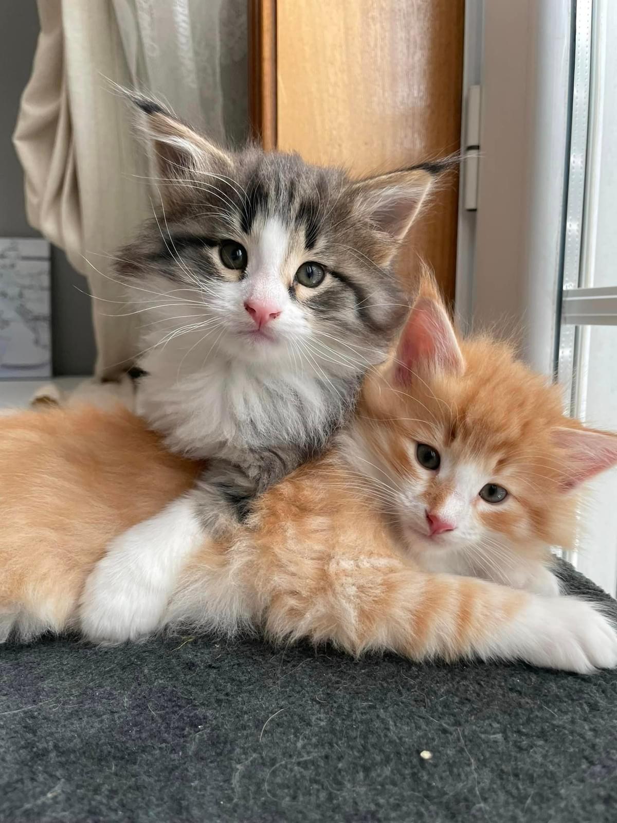 Norwegian Forest Cats For Sale