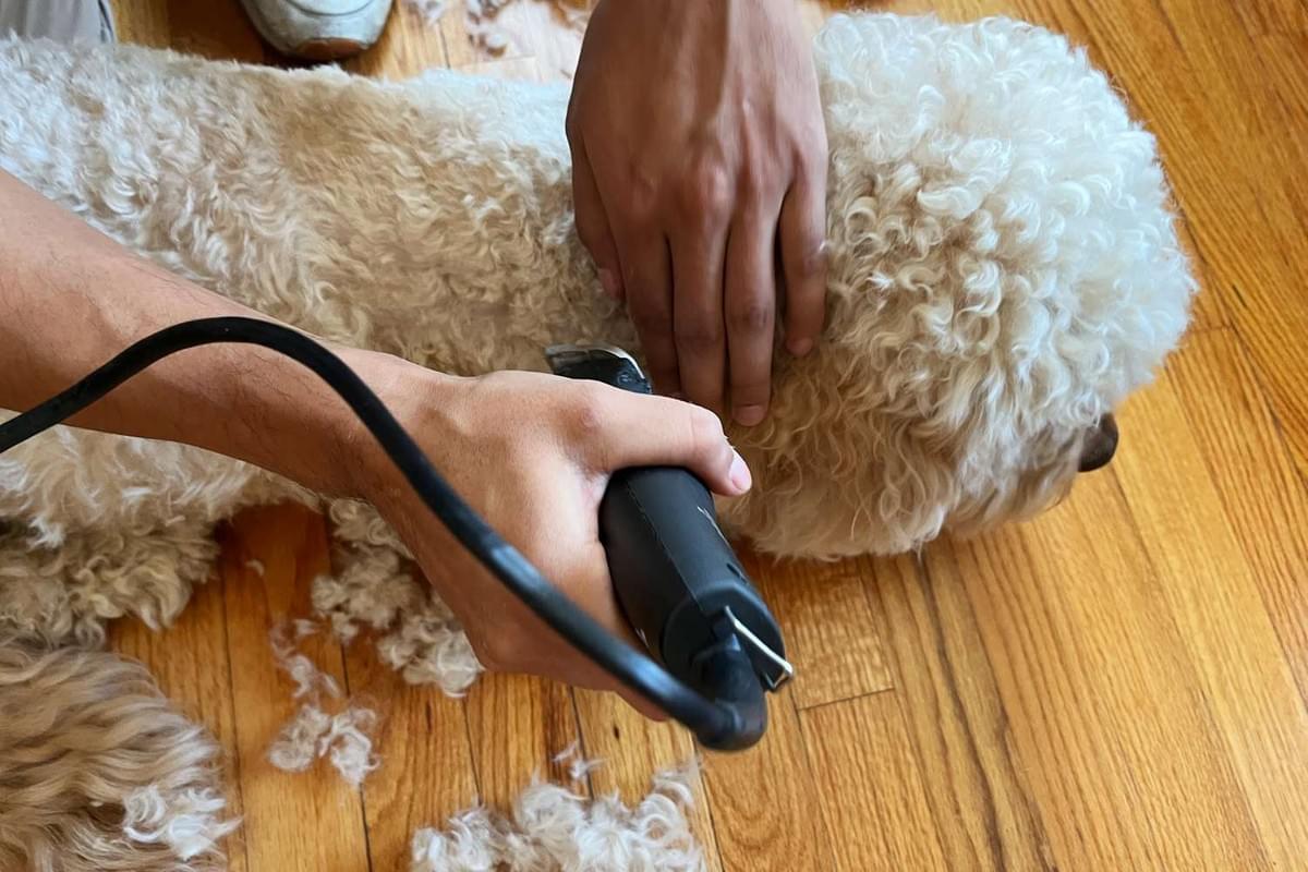 Are dog hair clippers different from human clippers clearance