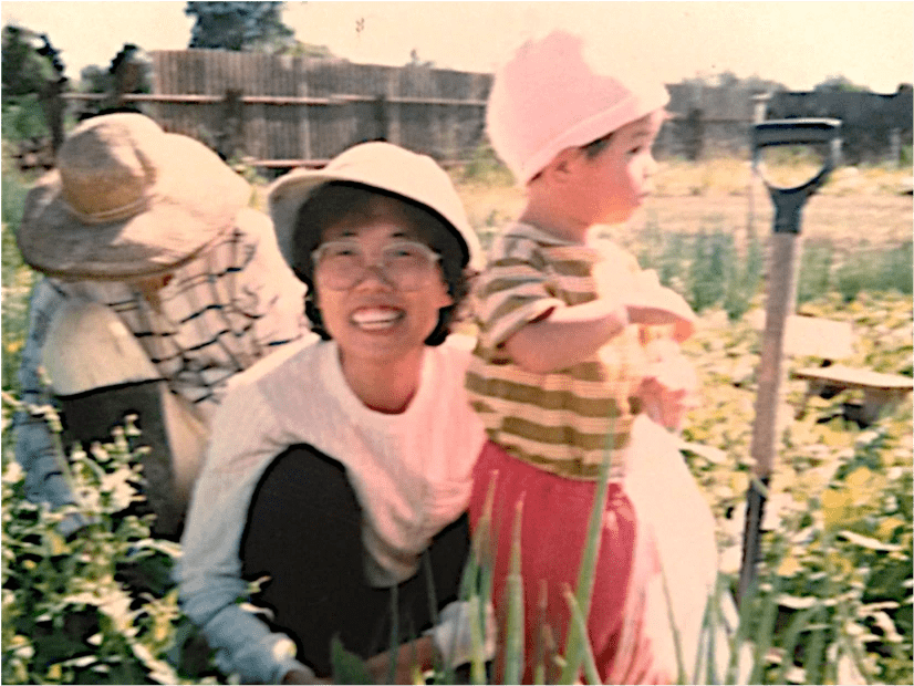 Chinese Australian immigrant family vegetable gardening business