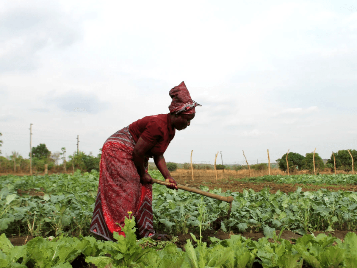 african woman dressed in maroon plowing a field