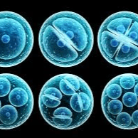 Time lapse imaging (Embryoscope)