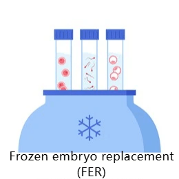 Frozen embryo replacement (FER)