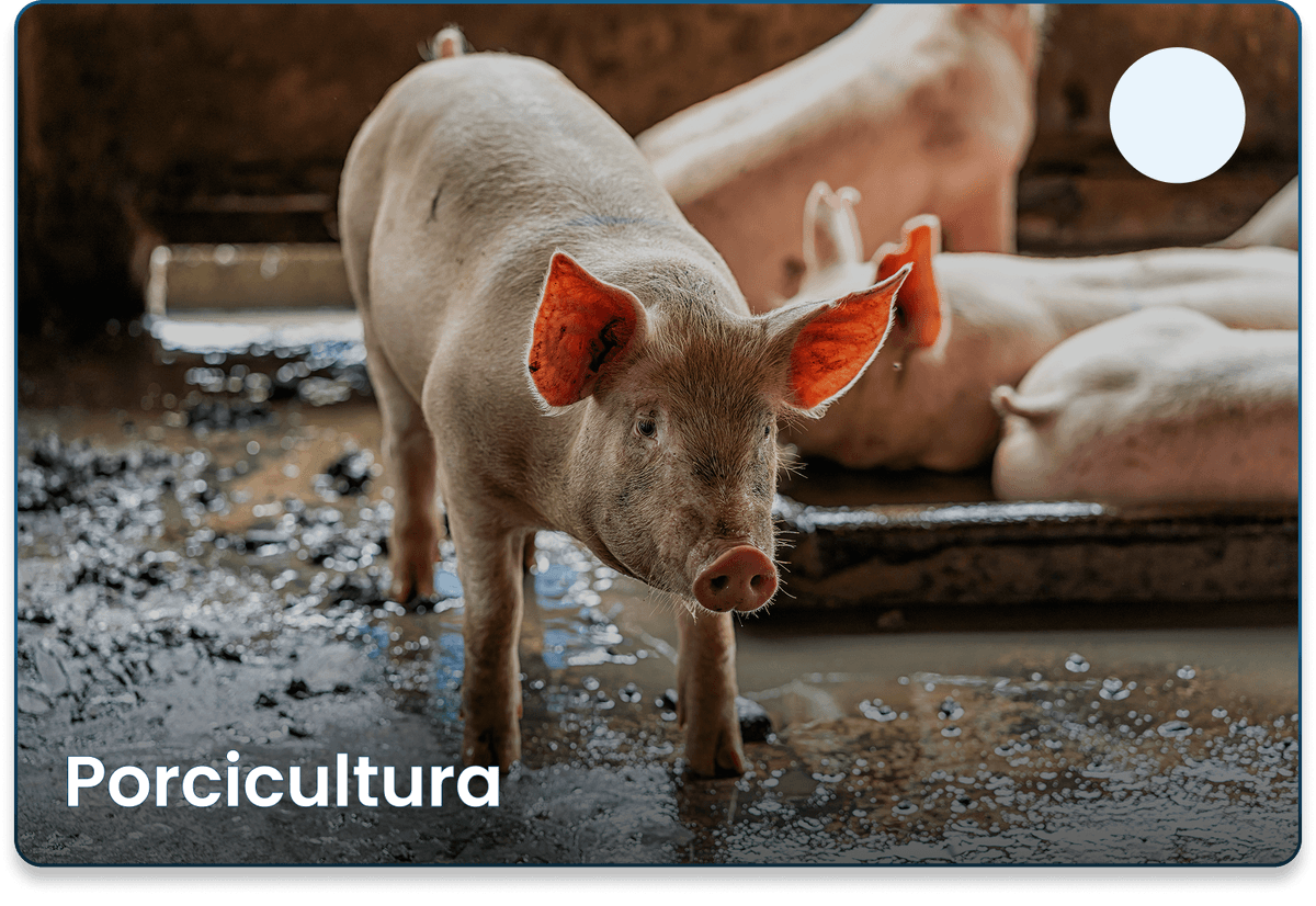 Porcicultura