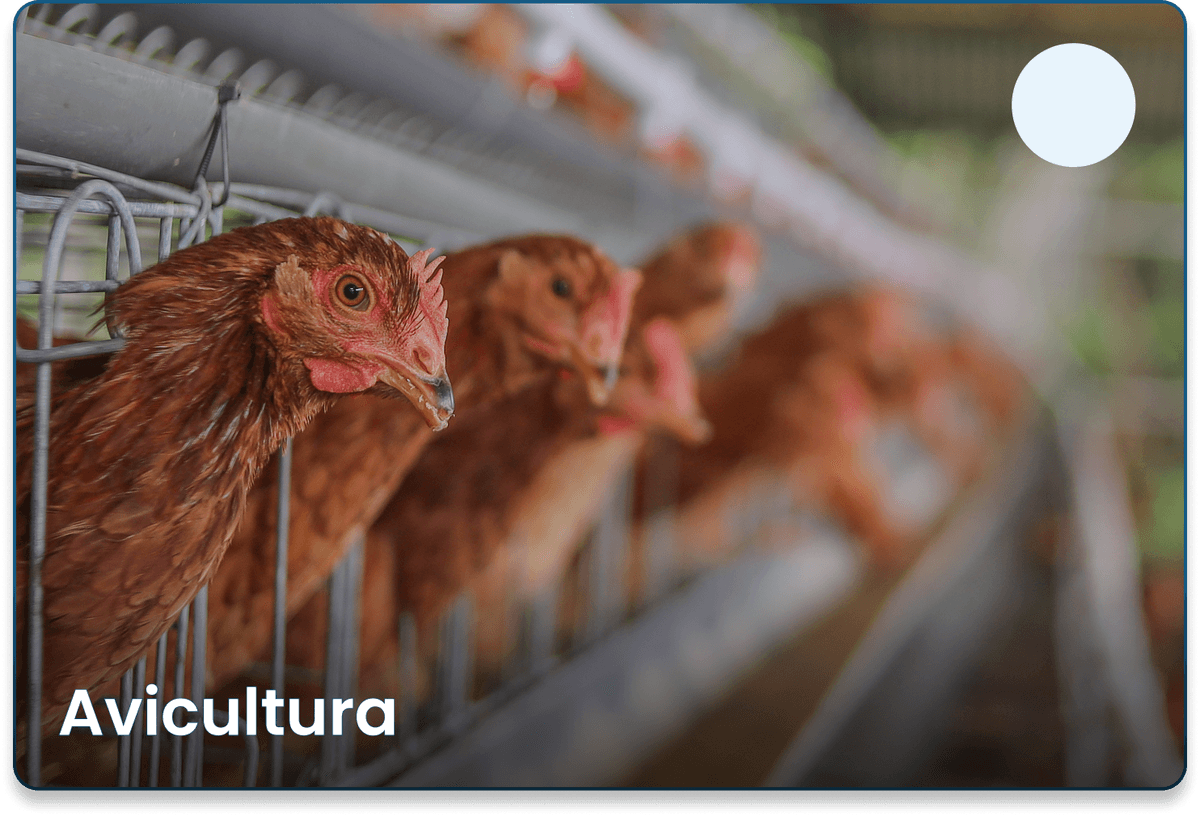 Avicultura