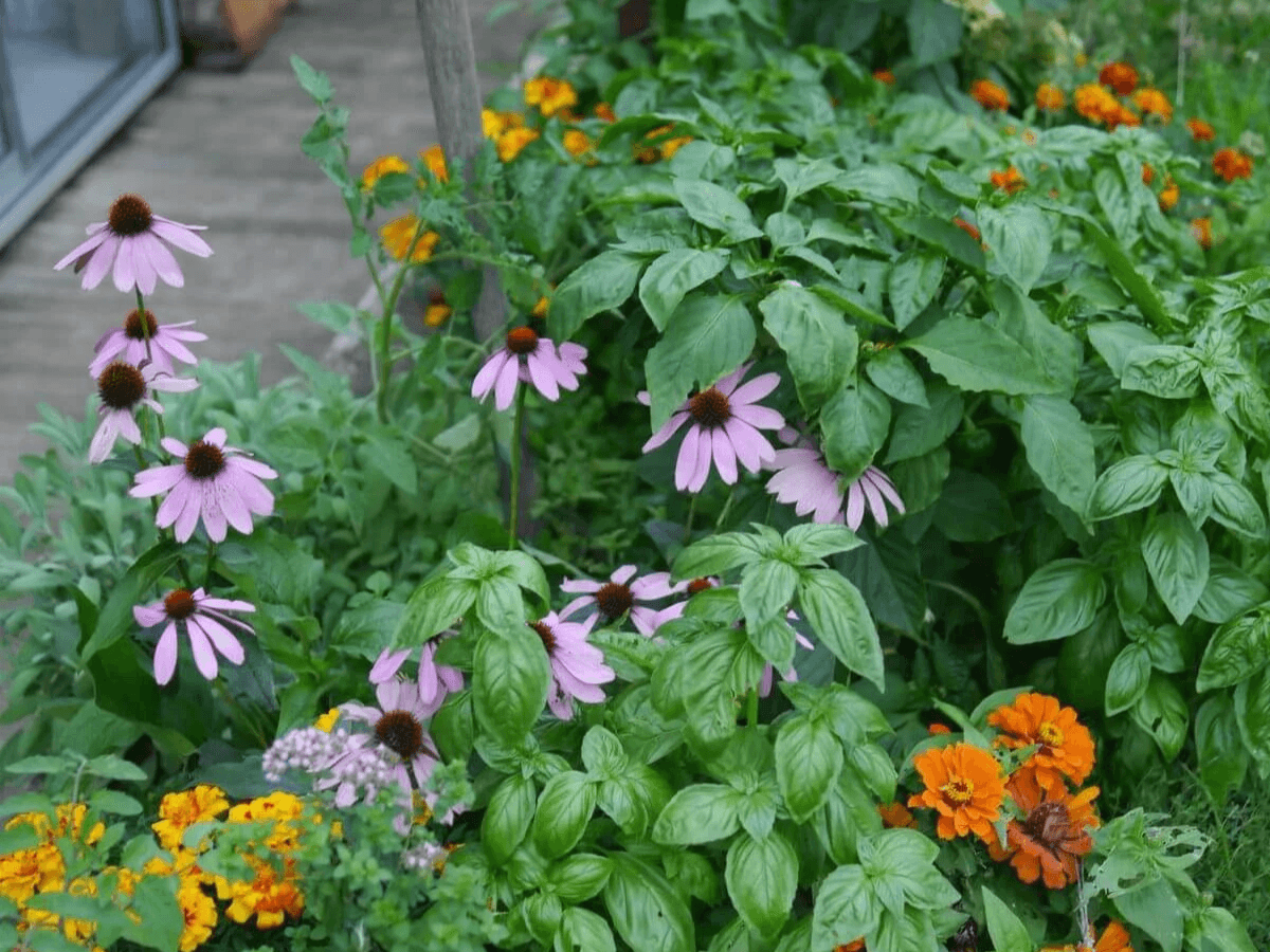 One of my favorite classic companion sets for my capsicums.  I'll surround them with basil, echinacea, zinnnia and marigolds.  I don't bother pulling out the chickweed, it makes great ground cover holding in that moisture.