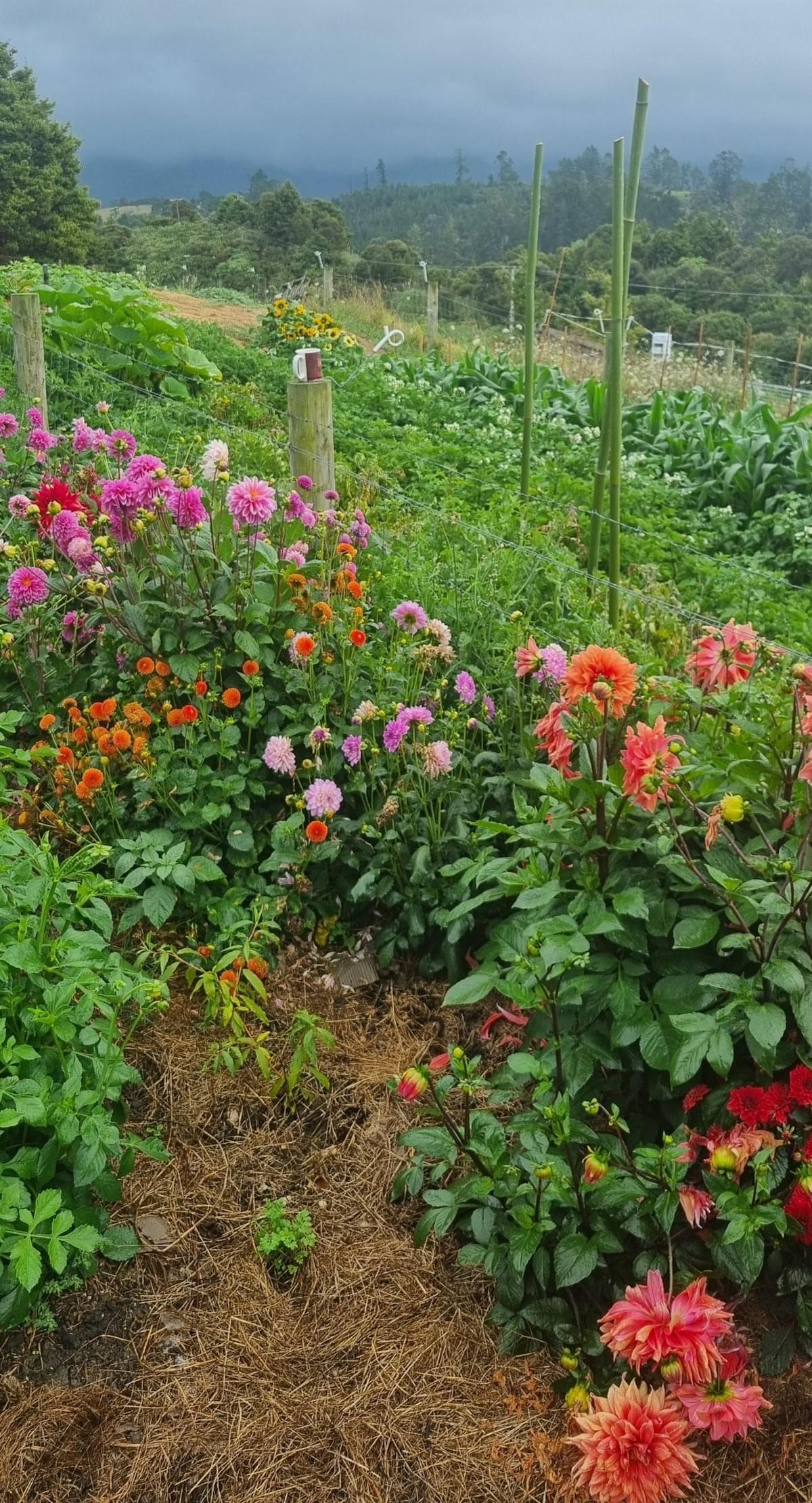 Found my coffee cup, last January's garden of 2025, patience leads to abundance. Found my coffee cup, last January's garden of 2025, patience leads to abundance.