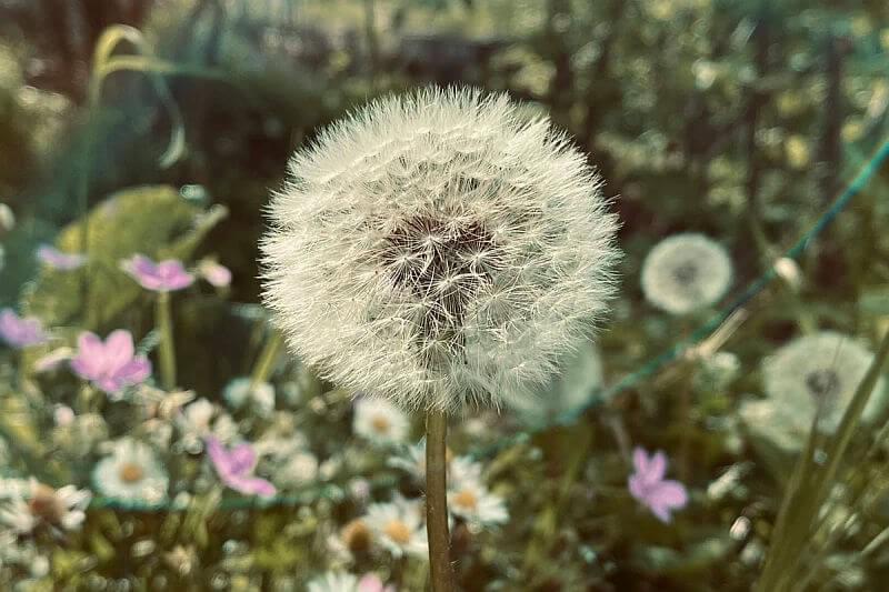 A dandelion producing seeds.  Dandelions have many medicinal uses, and health benefits.