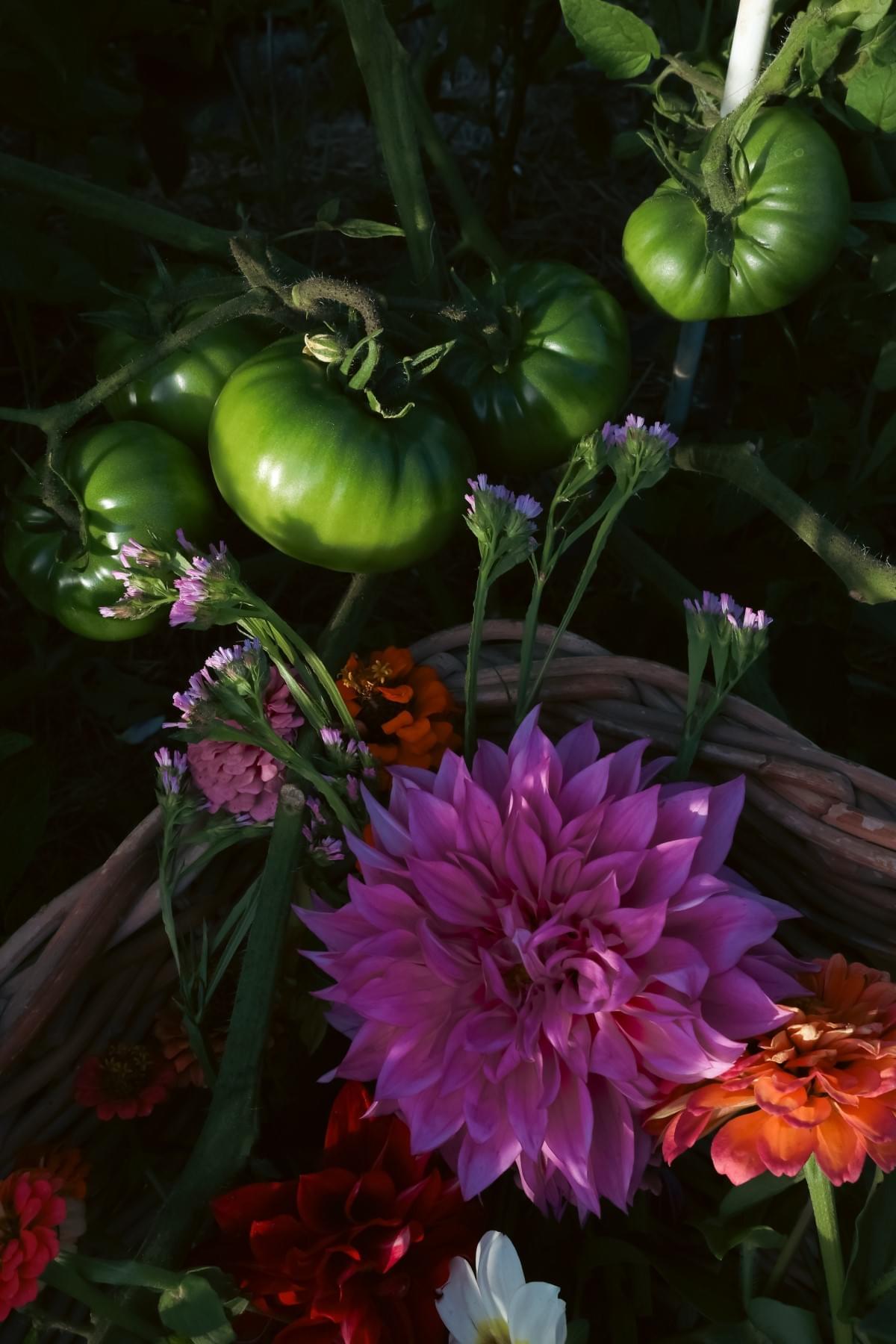 Ripening Cherokee Purple tomatoes with dahlia freshly picked from Serena's Hokianga Garden.