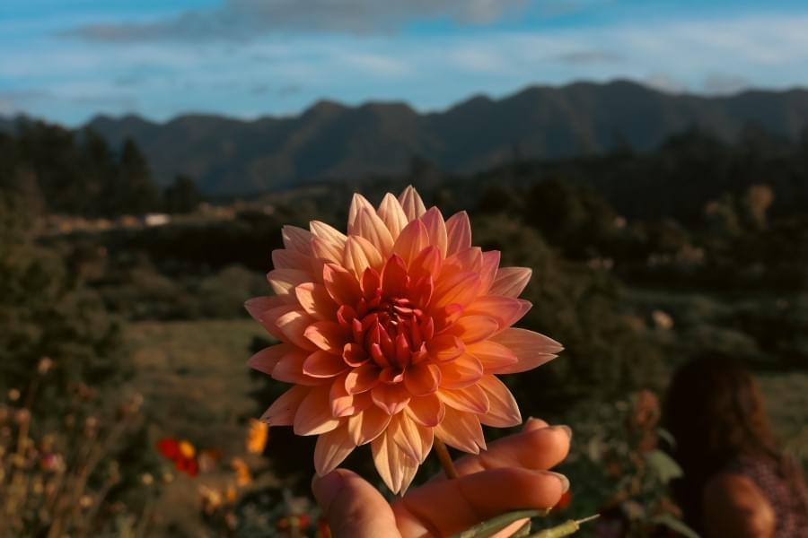 Haley Gielen photographer holds a dahlia with Serena in the garden, Hokianga mountains in the distance.