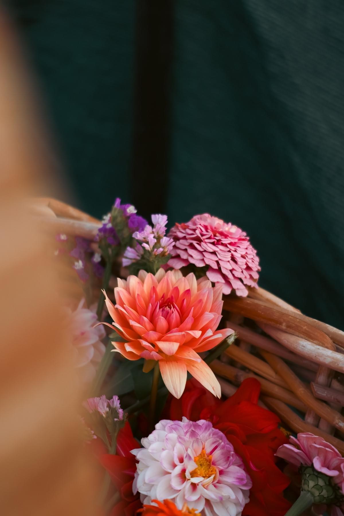 Gorgeous dahlia, zinnia and statice in a basket, grown in the hokianga alongside my tomatoes.