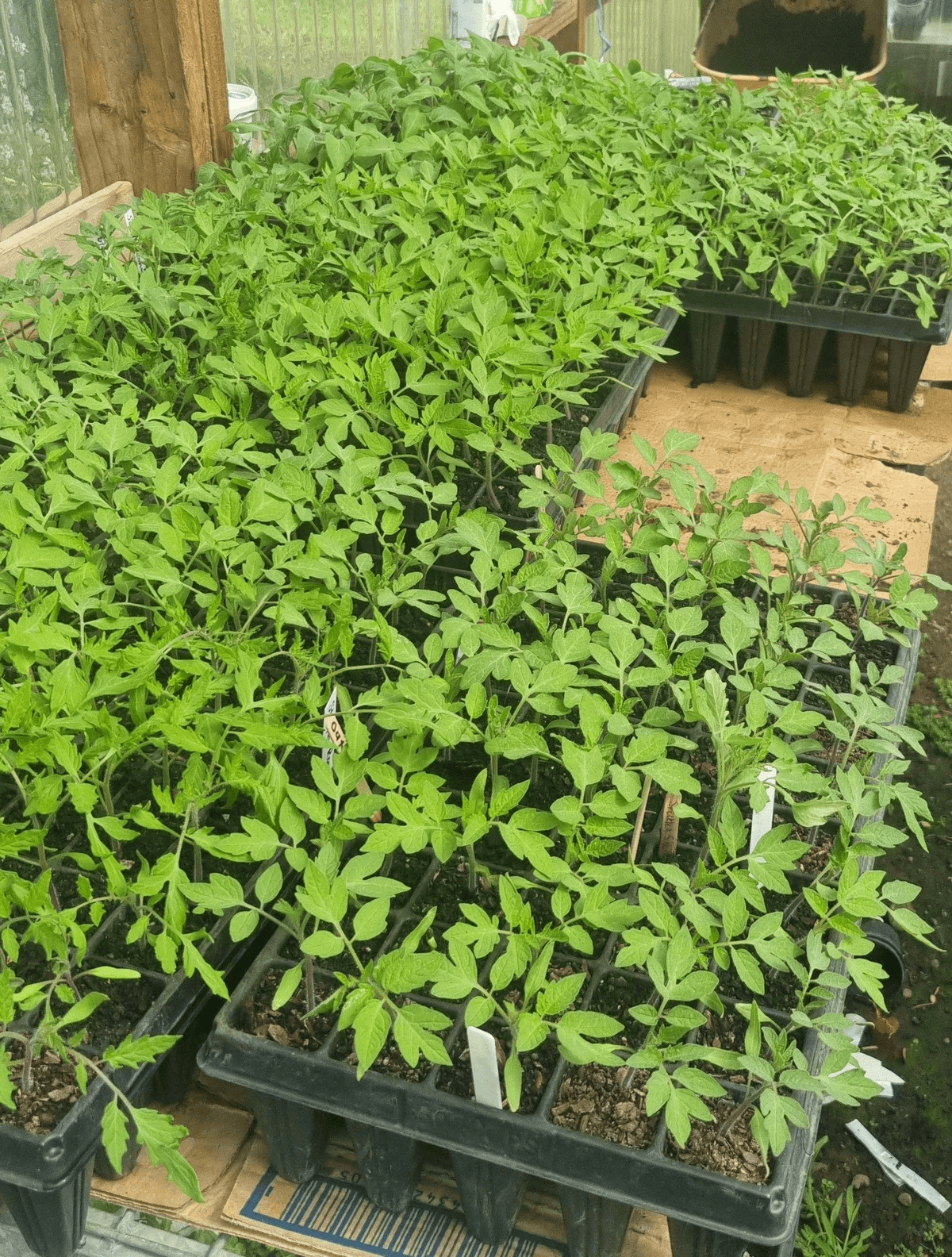 Seedlings grown in deep trays, promoting strong root growth in a hothouse. Seedlings grown in deep trays, promoting strong root growth in a hothouse.