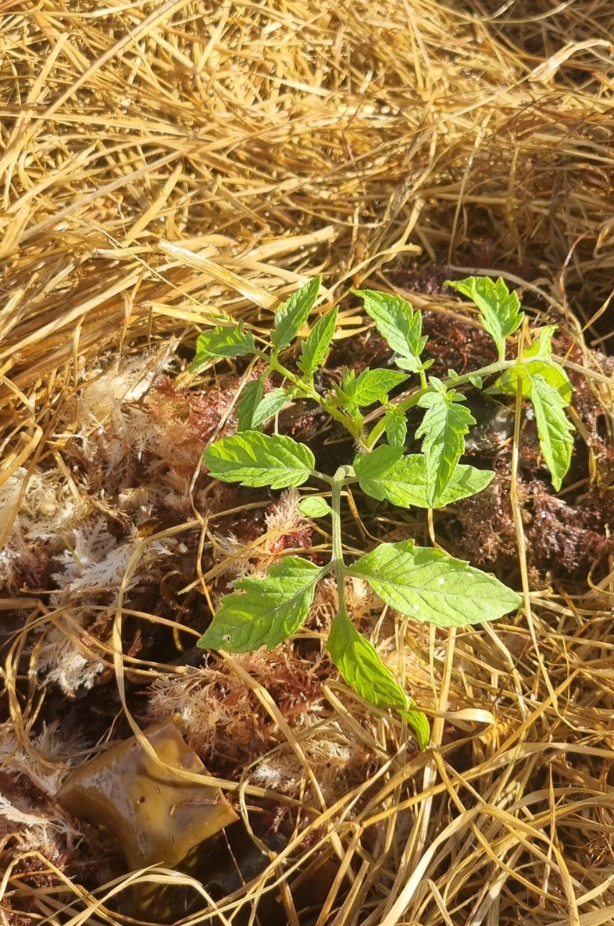 Tomato seedling surrounded by a combination of straw mulch, eckalonia and agar seaweed.
