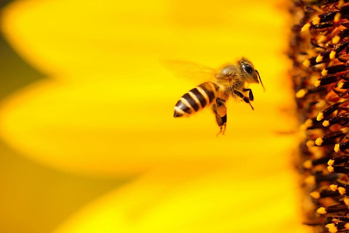 A bee flying in front of a large yellow flower.