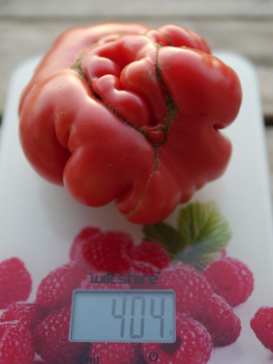 Cat-facing big boy heirloom Oaxacan Pink Mexican from 2025 garden in Omanaia.