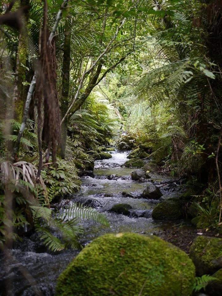 Petaka Stream flowing through native bush in Omanaia, Northland — a pristine forest steam surrounded by ferns, moss and Aotearoa's lush native flora.