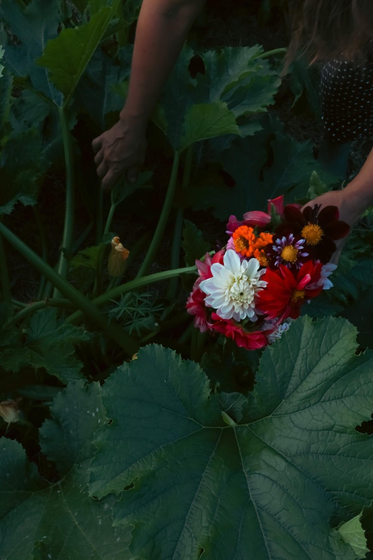 Serena harvesting courgettes while holding fresh flowers in her Hokianga garden, New Zealand.