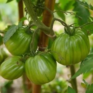 Tlacoula heirloom beefsteak flourishing in my garden in Hokianga, Northland, Aotearoa.