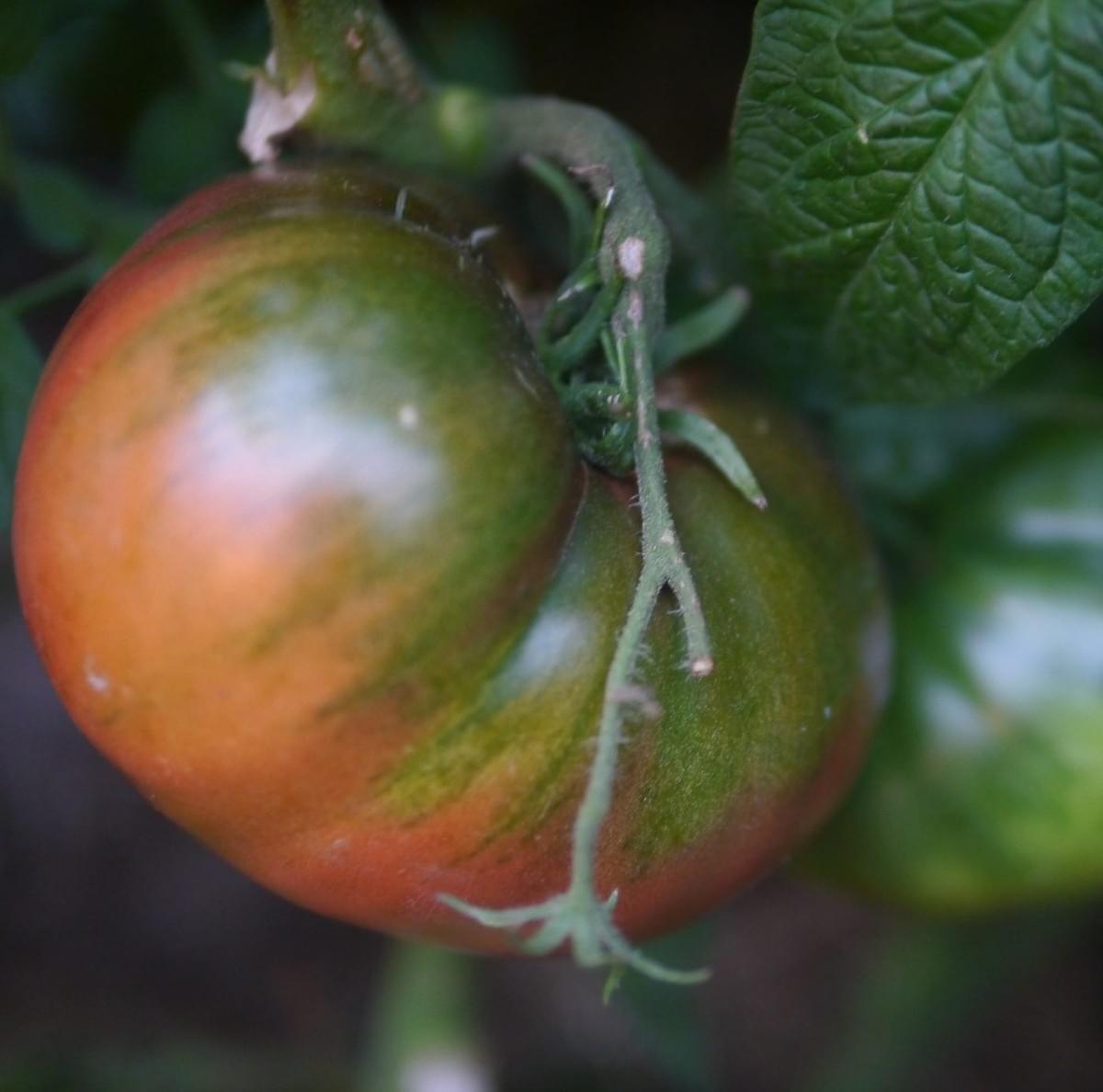 Cherokee Purple heirloom tomato ripening on the vine in my Omanaia garden — rich green shoulders blending into deep purple-red, grown chemical-free and hand-tended