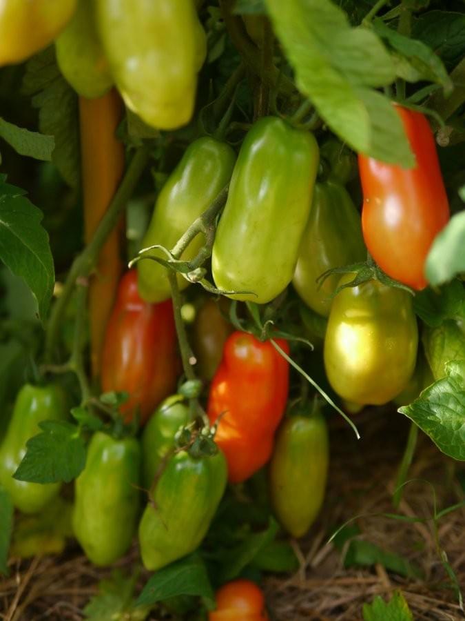 The heirloom San  Marzano, prolific and disease-resistant, grown chemical-free in Hokianga, Northland, New Zealand.