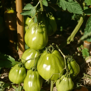 This may be a hybrid, I will find out when I grow seed from this variety.  I have no idea who this is.   Popped up in my Mexican seeds.