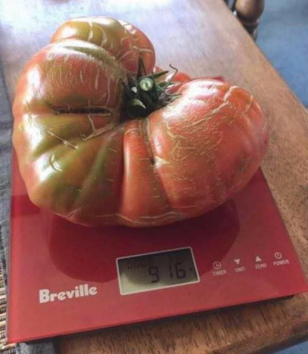Zapotec Pleated is a large tomato and a heavy cropper, it did well in drought conditions in Northland.