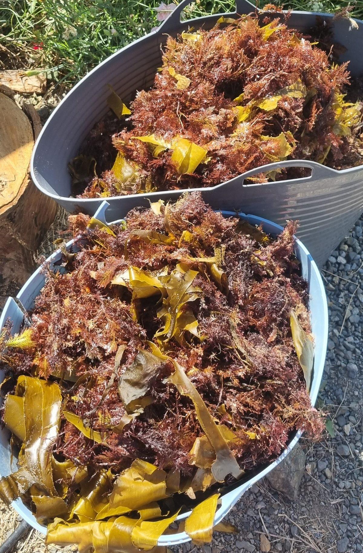 Freshly collected agar and eckalonia seaweed, washed in water, ready for directly adding as mulch around tomato plants.