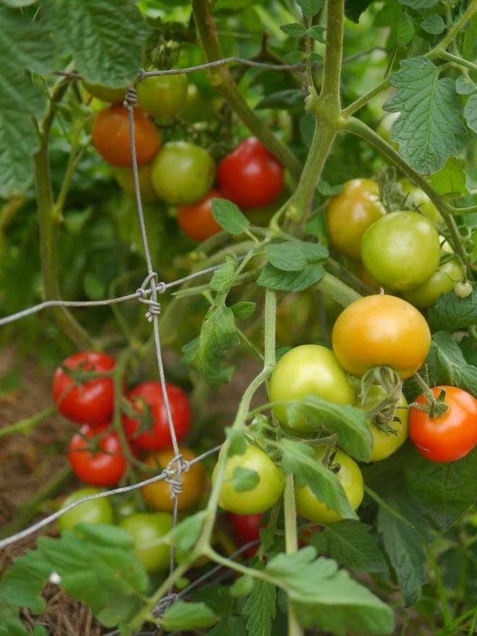Moneymaker - 20 Seeds - Salad Hero