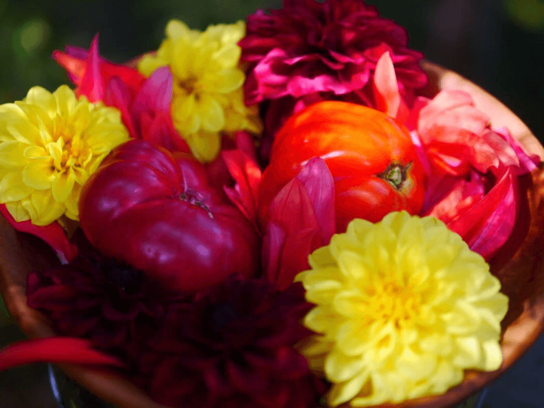 Oaxacan and Tlacolula heirloom tomato beefsteaks, nestled amongst dahlia flowers in a Kauri bowl.  Dahlia flowers are exceptional for thier beauty.