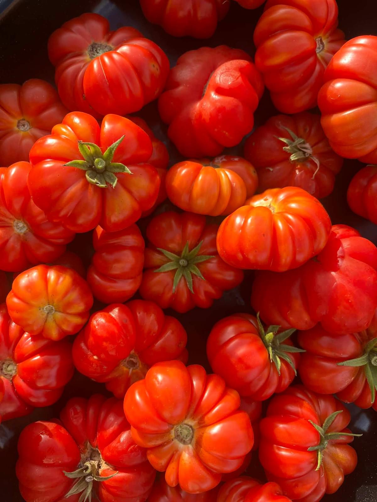 This heirloom Oaxacan was grown by Piata in a place called Whirinaki, she is truly an amazing gardener, I had no idea just how abundant this variety really was. This heirloom Oaxacan was grown by Piata in a place called Whirinaki, she is truly an amazing gardener, I had no idea just how abundant this variety really was.