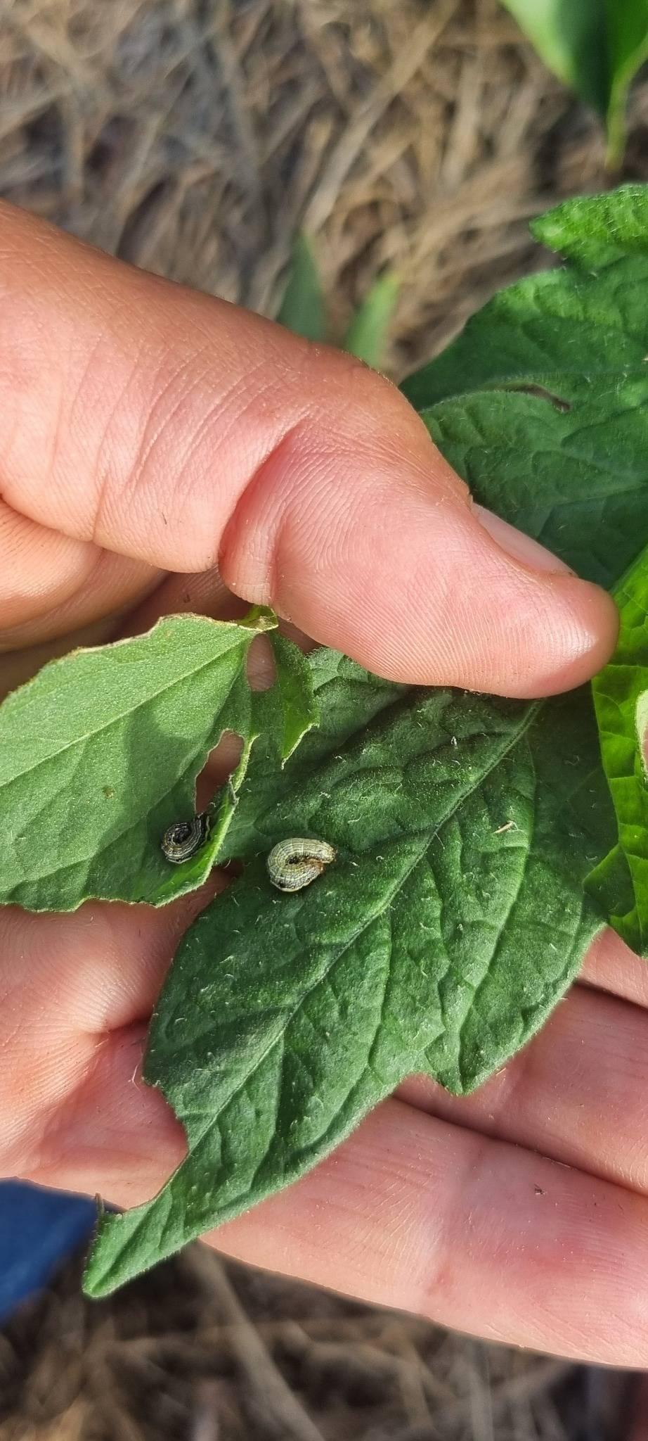 Armyworm caterpillars feeding on tomato leaf, showing early pest damage to watch for in humid growing conditions.