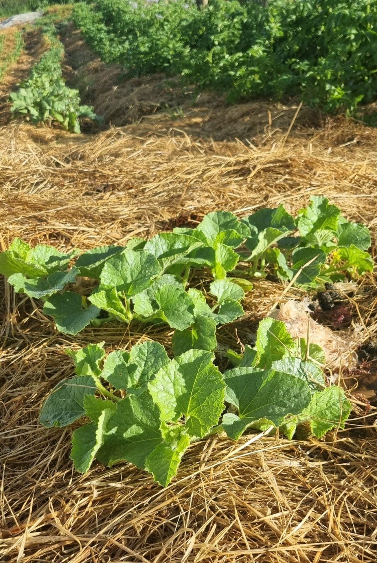 Garden prep in Omanaia  2024, there was a warning a drought may arrive, which it did, so mulching was a priority.