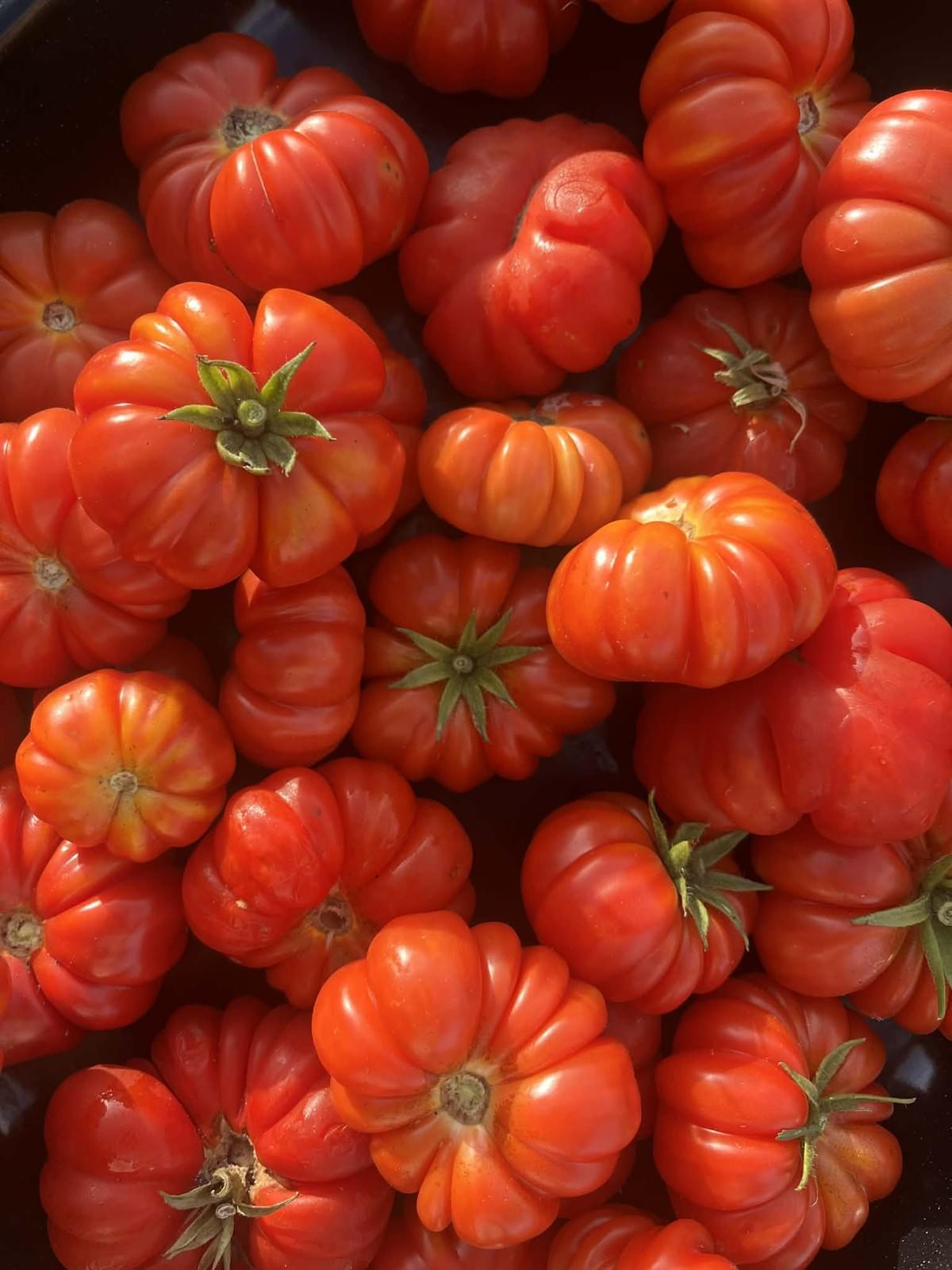 This heirloom Oaxacan was grown by Piata in a place called Whirinaki, she is truly an amazing gardener, I had no idea just how abundant this variety really was. This heirloom Oaxacan was grown by Piata in a place called Whirinaki, she is truly an amazing gardener, I had no idea just how abundant this variety really was.