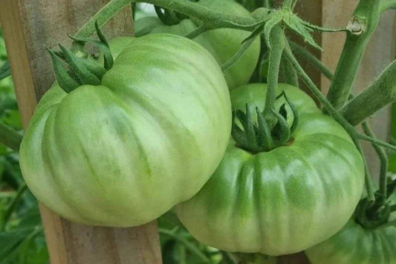 Soldacki heirloom beefsteak tomatoes, three large green fruits on the vine, growing in my porch garden in Omanaia, Northland, New Zealand.
